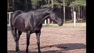 Кінний клуб Фаворіт. Викуп грається