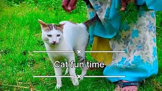 This cat enjoys being petted following his owner everywhere