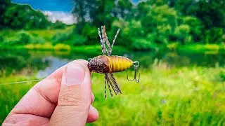Cicada is back to the rescue for chub / Exploring a new section of the river