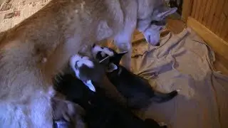 Husky Mom Suckles Her Puppies and Great Dane Puppies Standing Up!