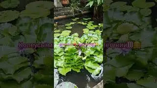 Садоводы!!!🤗🌸 Приступаю к Посеву Колеусов из Семян#сад #сорта#обзорсемян