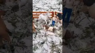 лошади шляйх. зима