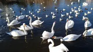 лебединое царство