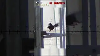 Airgun and Cat vs. Magpies!! #hunting #wildlife #pestcontrol
