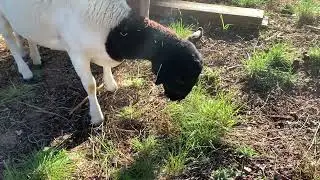 What Beginning Shepherding *Sounds* Like in AZ. #dorpersheep #rotationalgrazing #asmr