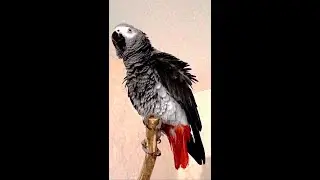 Попугай Гоша