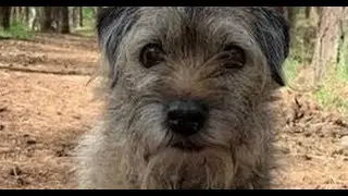 This Morning vet Scott Miller breaks down in tears over his dog's tragic death