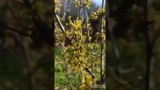 Цветение кизила