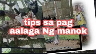tips kung paano mag alaga ng native na manok