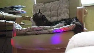 Пытаюсь развлечь кота Киселя