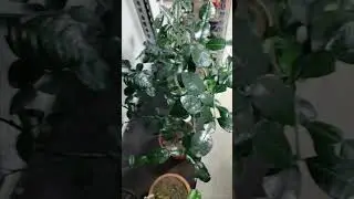 Кафрский лайм | 🔥 Цитрус Микс Москва 