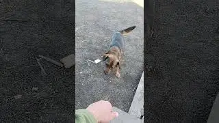пес патрон і сир