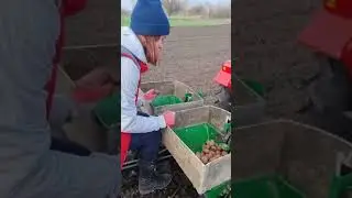 Planting potato in a Ukrainian village