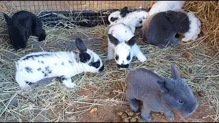 ОСМОТР ГНЕЗДА КРОЛЬЧИХИ🐰КРОЛИКИ🐰ДЕРЕВНЯ⛪ГЕРМАНИЯ