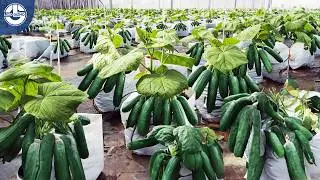 Grow 16 Million Cucumbers in a Greenhouse: Modern Farming Methods!