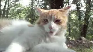 Henri IV - An Exceptional Cat