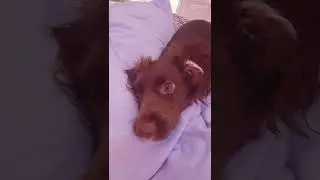 puppy or dog subscribe for puppy like for dog. dog is picture number2 and puppy is picture number 1