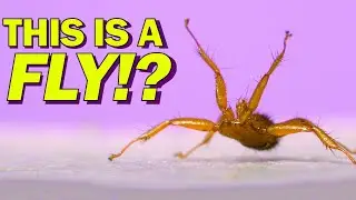 The Weirdest Insect I've Ever Filmed! BAT FLY