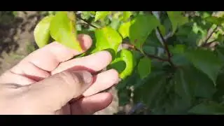Клястероспоріоз не  спить.