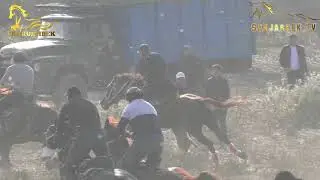 MISHA POLVON TOSHKENTDAN HABIBULLO AKANING YANGI FRANKLIN LAQABLI TULPORIDA. ZOMIN BESHYUZ 31.10.24