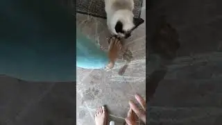 comparing feet - being raised without shoes vs being raised with shoes...