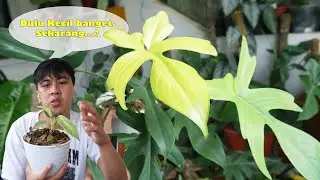 Cara Ganti Pot/REPOTING & UPDATE Perkembangan Philodendron Florida Ghost Minth