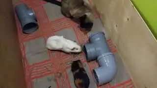 Морские свинки и кот. Свинки гуляют , трубы, кот