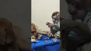 wow     #monkey #dog #dogs #monkeys #pets  #dogbreed #cute #breed #monkeydog