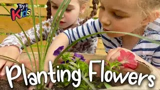 Planting Annual Flowers At Home  |  Beautiful Flowers Planted In Pots