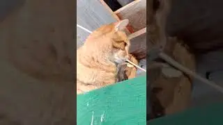 Адамчику сверху всё видно.🐅☀️