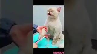 Funny video 🤣🤣🤣. #shortsreels #view #faith #god #india #trendingreels #jaishreeram #khatushyamaba
