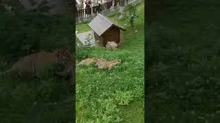there are so many cute tigers playing and enjoy in garden 🐯🐱 | #tiger #animals #tigerlovers
