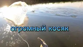 Нашёл целый косяк кефали.Рыбалка на кастинговую сеть в морском заливе. 