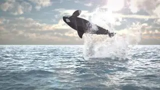 Fish and More Imagefilm Teil 2 - Teiche, Koi und Wasserlandschaften by Omniamedia GmbH