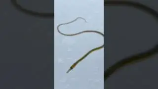 Подводная змея на Финском заливе #fishing #smelt #fish #корюшка #underwatersnake #snake