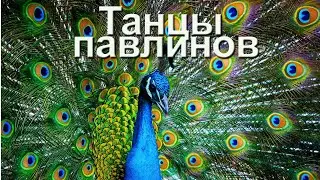 Как павлины ухаживают за своими подругами.