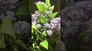 Сирень пахнет вкусно 😵‍💫