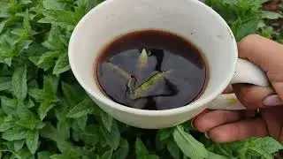 мята /,сорт Iced Hazelnut Latte Mint /  Ледяной  латте с фундуком / обзор сорта /