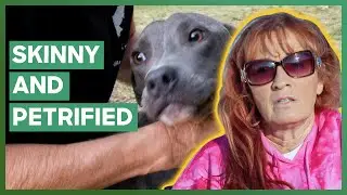 Tia Saves A Pit Bull From A "Dog Graveyard" | Pit Bulls & Parolees