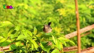 প্রকৃতি এবং বন্যজীবন AN সুন্দর প্রাণবন্ত এবং বার্ডস পাখি | khel