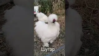 Китайские шелковые петушки, 2024. Все симпатичные и такие разные)