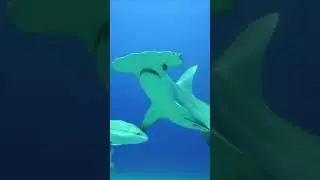Hammerhead Sharks: Evolution's Perfect Predator