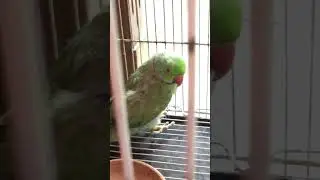 Cute fluffy Indian Ringneck 