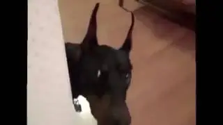 На дачу!! А мяч можно взять?