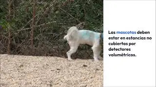 Evitar Falsas Alarmas