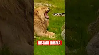 5 Animals That Got Instant Karma