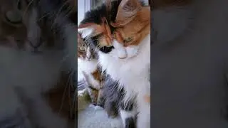 СМЕШНЫЕ КОШКИ / ПРИКОЛЫ С КОШКАМИ