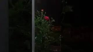 #отдых #rose #татарскаяусадьба