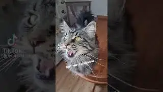 кот матерится 🤬