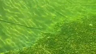 Мой плавательный пруд